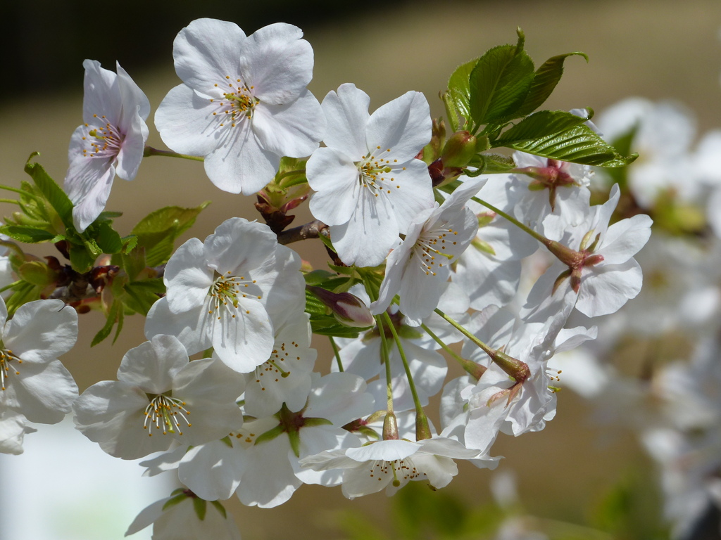 春の花1(桜1)
