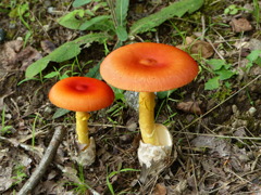 夏の里山で8(タマゴダケ)