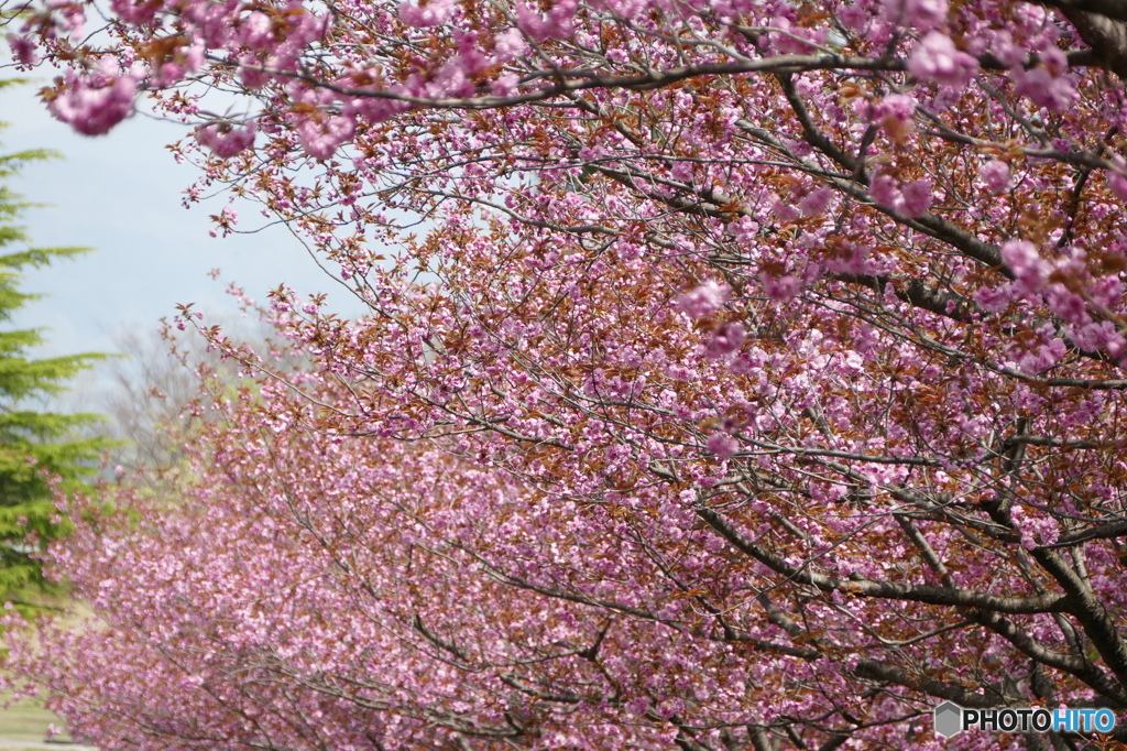 八重桜の咲く道を散歩して
