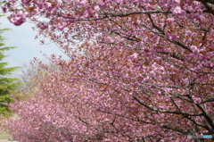 八重桜の咲く道を散歩して