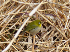 里山の冬鳥たち