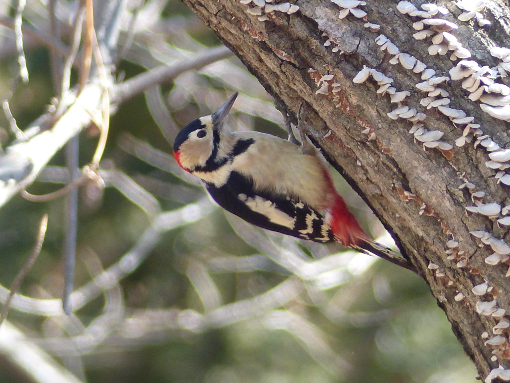 冬の里山で16(アカゲラ）