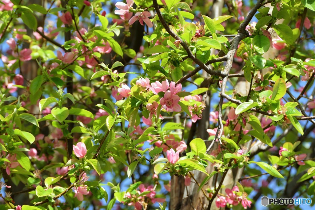 カリンの花