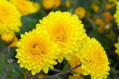 菊
