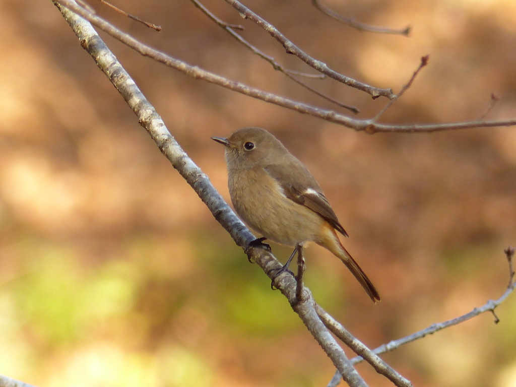 美人さん(ジョウビタキ）