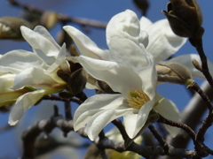 春の花