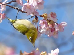 春の里山で5(河津桜とメジロ5)