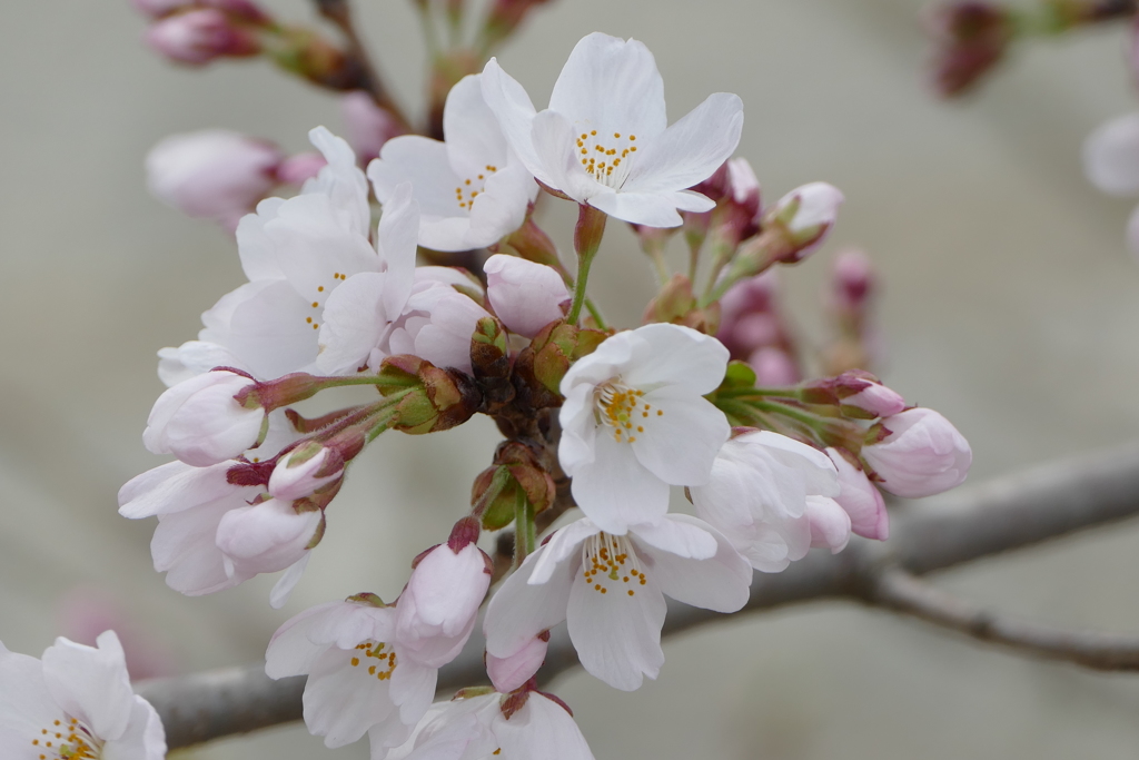 今日のべっぴんさん。
