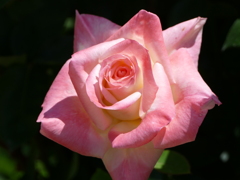 春の花18(バラ8)
