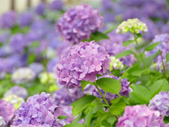 夏の花