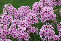 花畑で