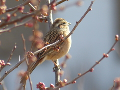 里山の冬鳥たち
