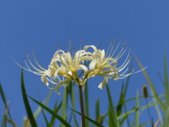 秋の花