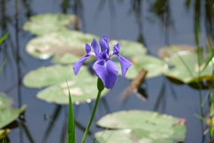 水辺で