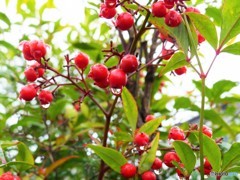雨上がりの後で(南天)