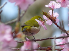 春の里山で4(河津桜とメジロ)