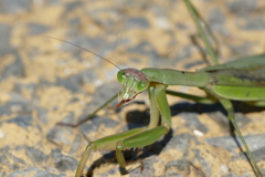 散歩の途中で  