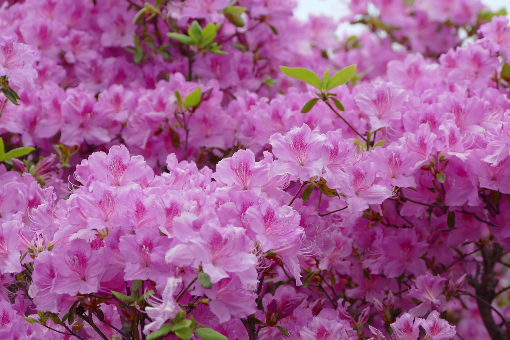 春の花(散歩の途中に)