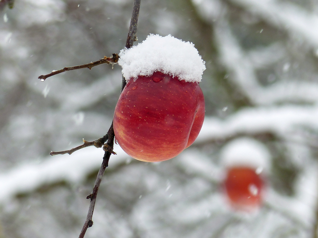 雪景色