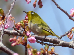 春の里山で5(河津桜とメジロ3)