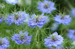 花畑で