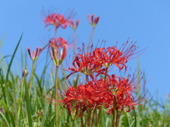 彼岸花