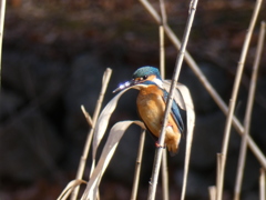 カワセミ