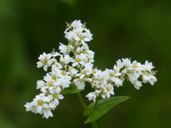秋の花(蕎麦の花)