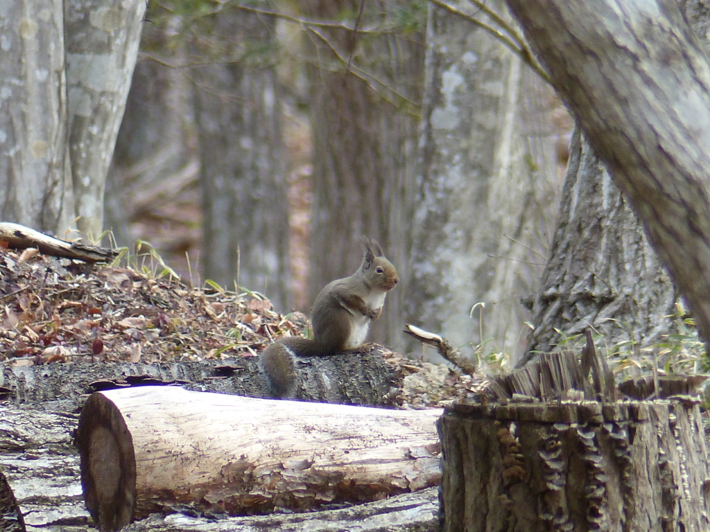 冬の里山で3(リス2) 