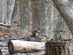 冬の里山で3(リス2) 