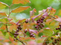 夏の里山で10(ナツハゼ)