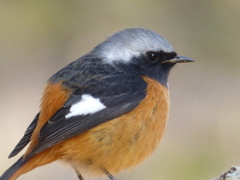 冬の里山で10(ジョウビタキ3)