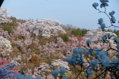 早朝の花見山