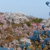 早朝の花見山