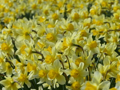 春の花5(水仙)