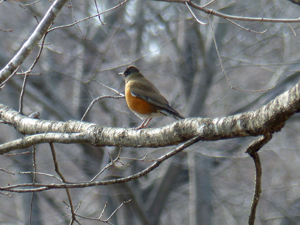 冬の里山で（アカハラ）