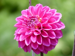 初夏の花
