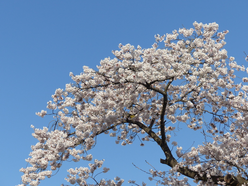 青空と桜