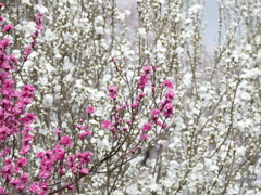 春11(春の花4)