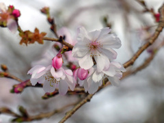 十月桜