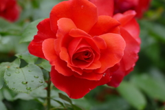 雨上がりのバラ園で