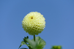ダリア