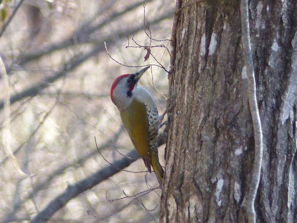 冬の里山で9(アオゲラ)