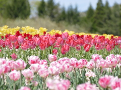 春19(チューリップ畑で1）