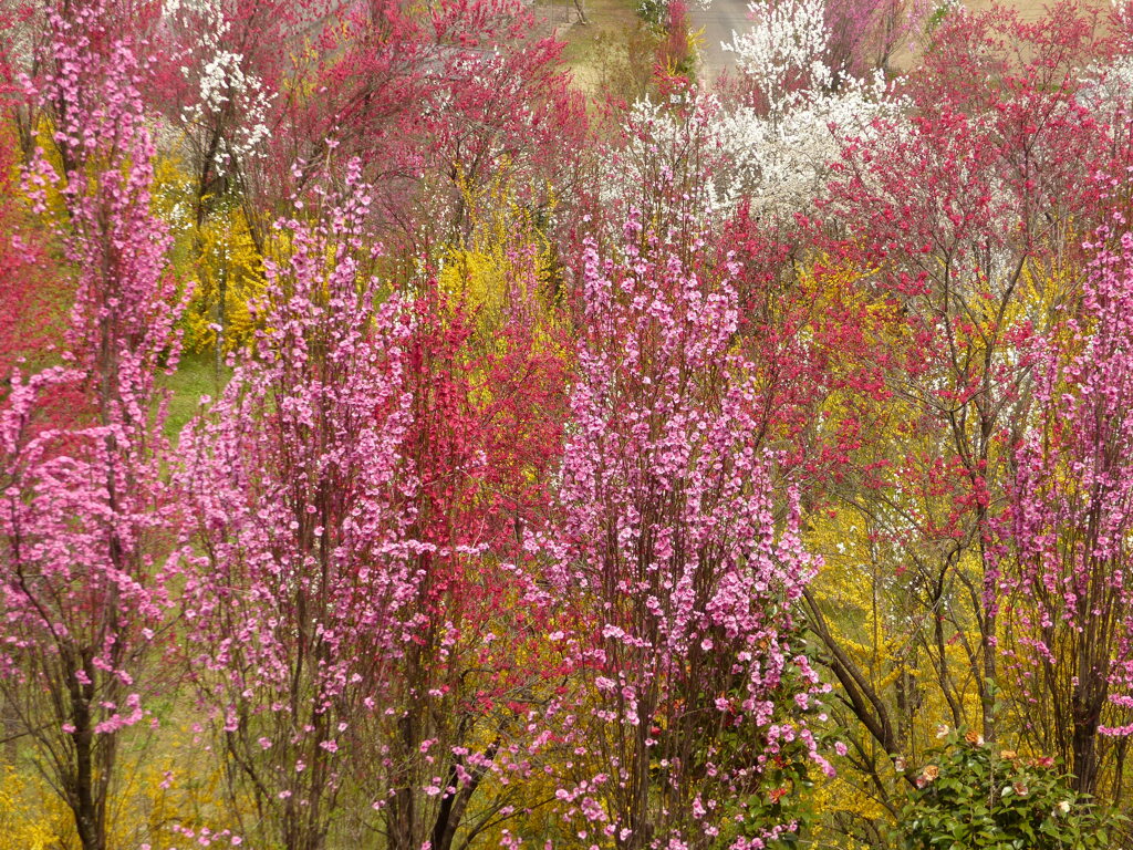 花もも