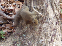 冬の里山で5(リス3)