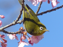 春の里山で7(河津桜とメジロ7)