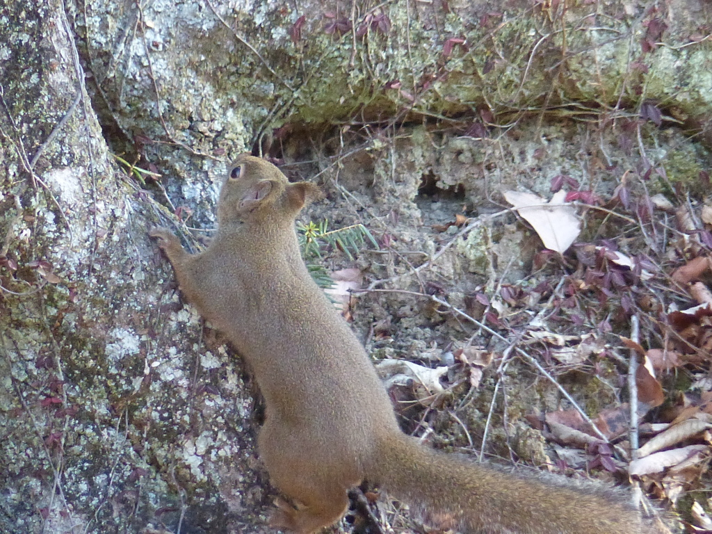 冬の里山で9(リス4)