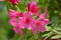 石楠花 