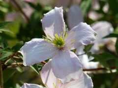 春の花
